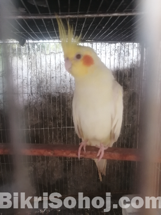 ককাটেল পাখি